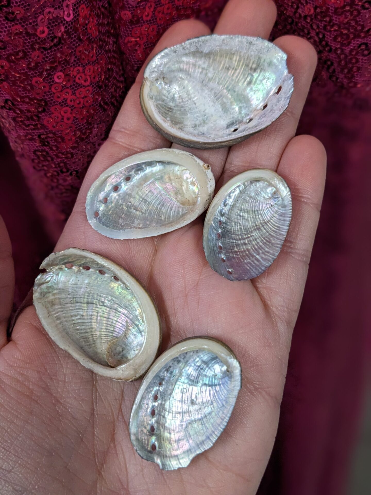 abalone shell louisville 40204