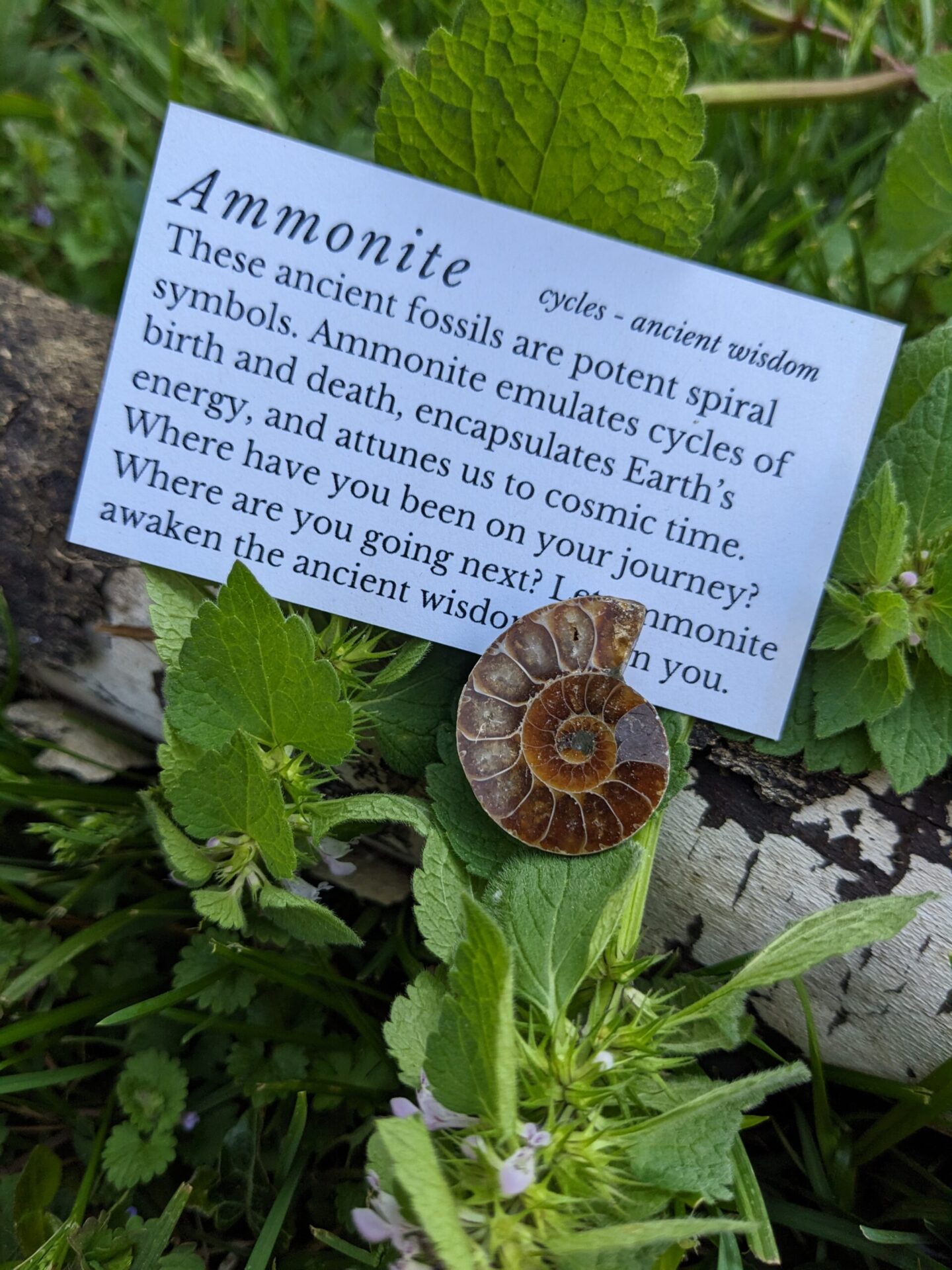 ammonite fossil louisville 40204