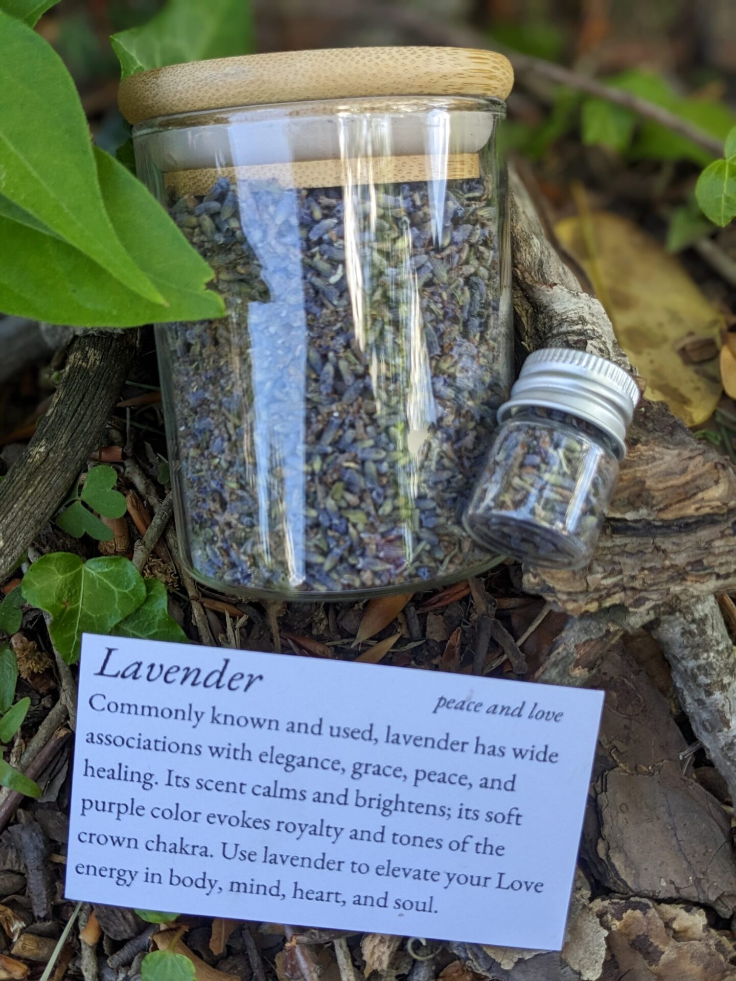 lavender louisville